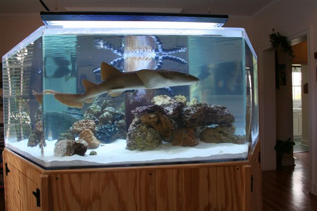 Delray-Wreck-Exhibit-Aquarium-nurse-shark